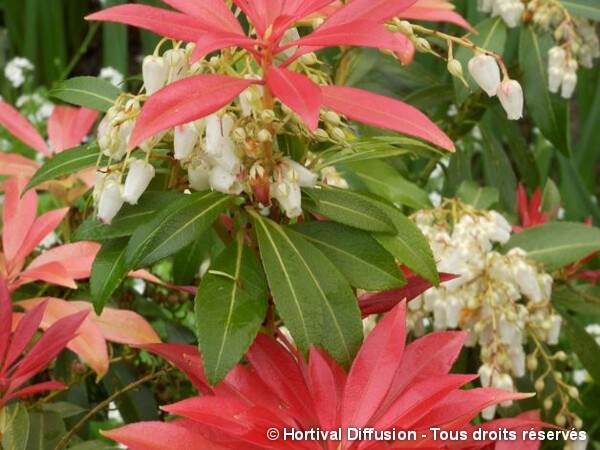 Andromède Forest Flame