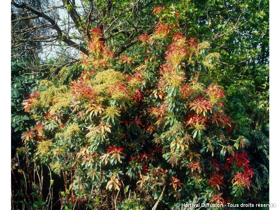 Pieris 'Forest Flame' - Andromède 'Forest Flame' 30-40 Cm En Conteneur - Arbuste à Feuillage Coloré