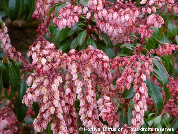 5 plantes à fleurs pour aménager un jardin ombragé