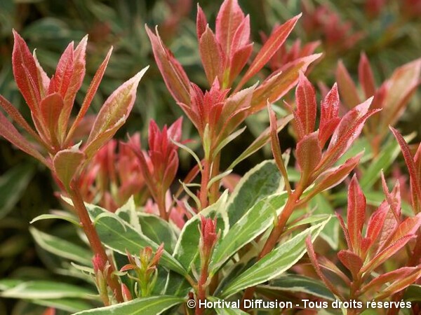 Andromède du Japon Little Heath Variegata