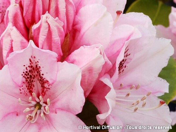 Rhododendron hybride Albert Schweitzer