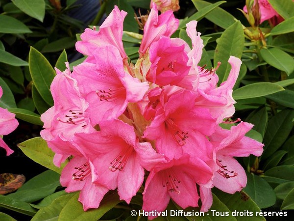 Rhododendron hybride Anna Rose Whitney
