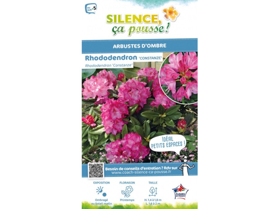 Rhododendron hybride Constanze | Silence, a pousse !