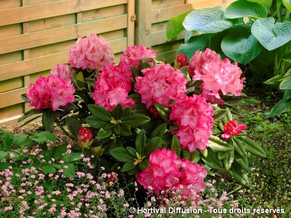 Rhododendron hybride Constanze