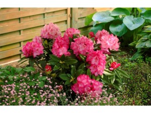 Rhododendron hybride Constanze | Silence, a pousse !