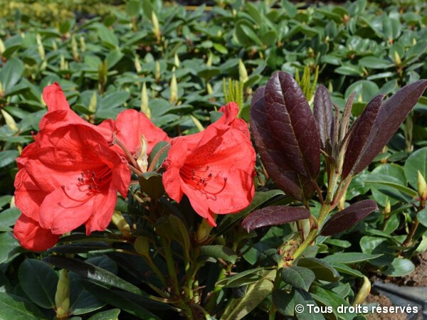 Rhododendron Elizabeth Red Foliage