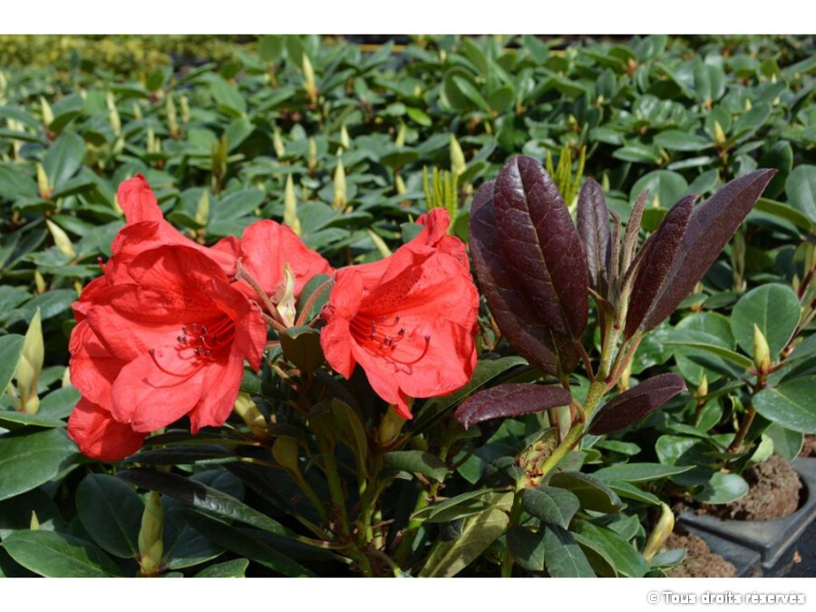 buy rhododendron Dwarf Azalea (Rhododendron Atlanticum)