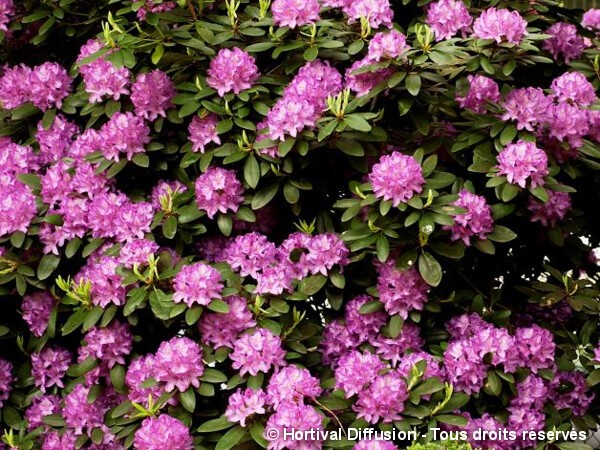 Rhododendron hybride Fastuosum Plenum