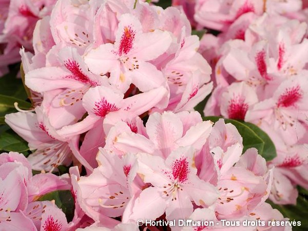 Rhododendron hybride Furnivall's Daughter