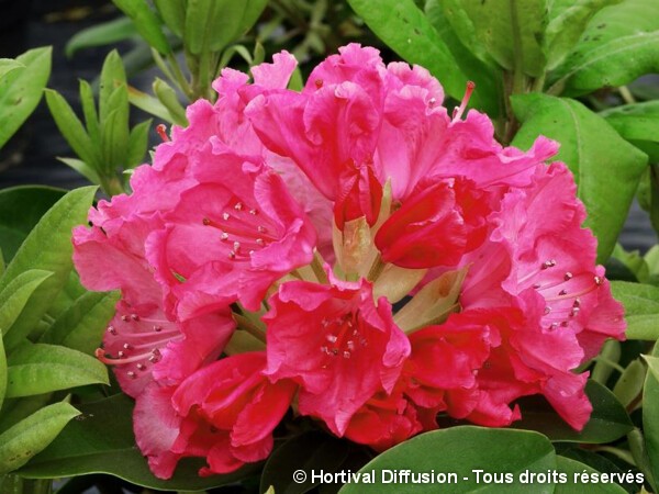 Rhododendron hybride Germania