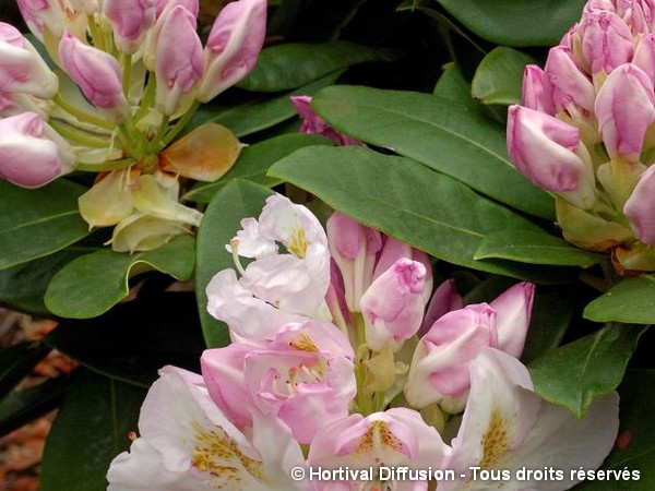Rhododendron hybride Gomer Waterer