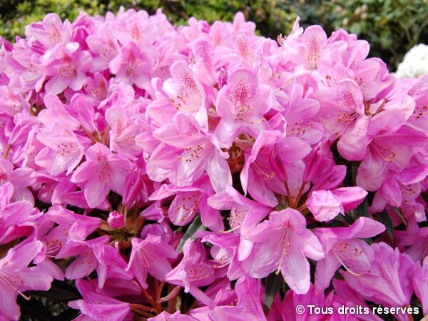 Rhododendron Graziella