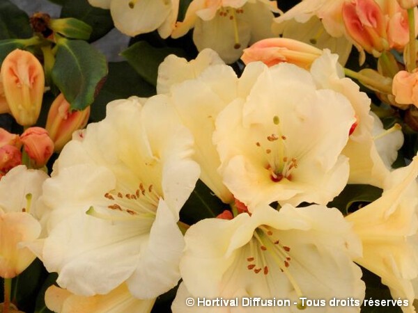 Rhododendron hybride Horizon Monarch