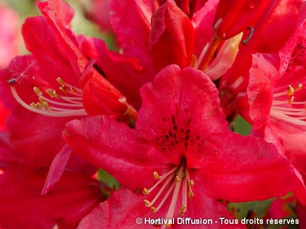 Rhododendron hybride Hugh Koster