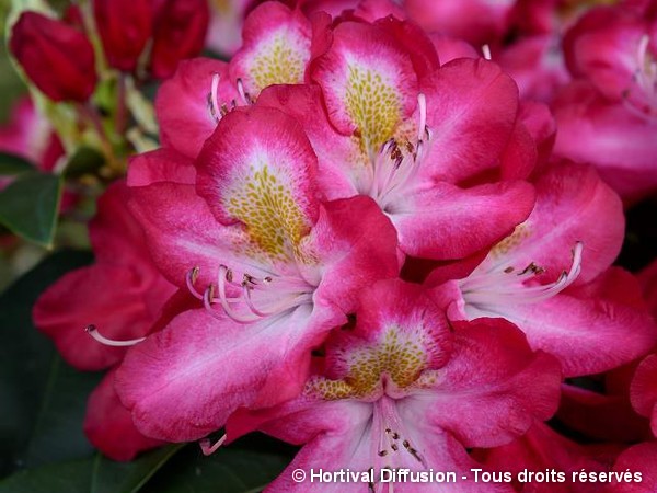 Rhododendron hybride Junifeuer