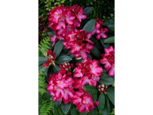June Fire Rhododendron Rhododendron hybride Junifeuer | Silence, ça pousse