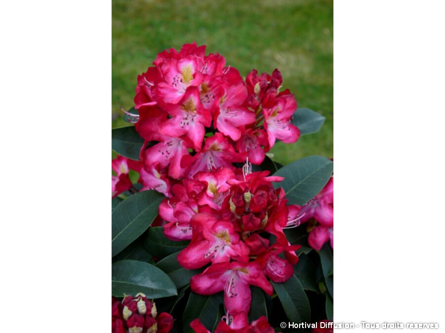 June Fire Rhododendron Rhododendron hybride Junifeuer | Silence, ça pousse