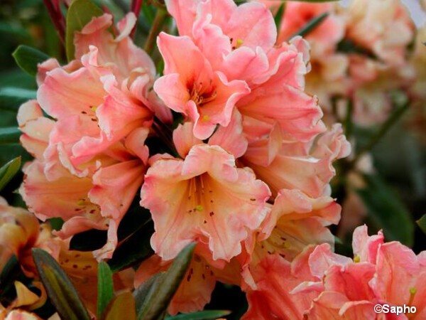 Rhododendron SIR WHITE RUBY®