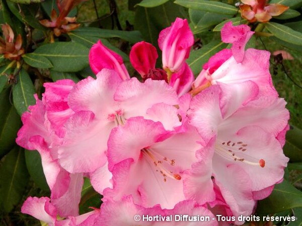 Rhododendron hybride Lem's monarch