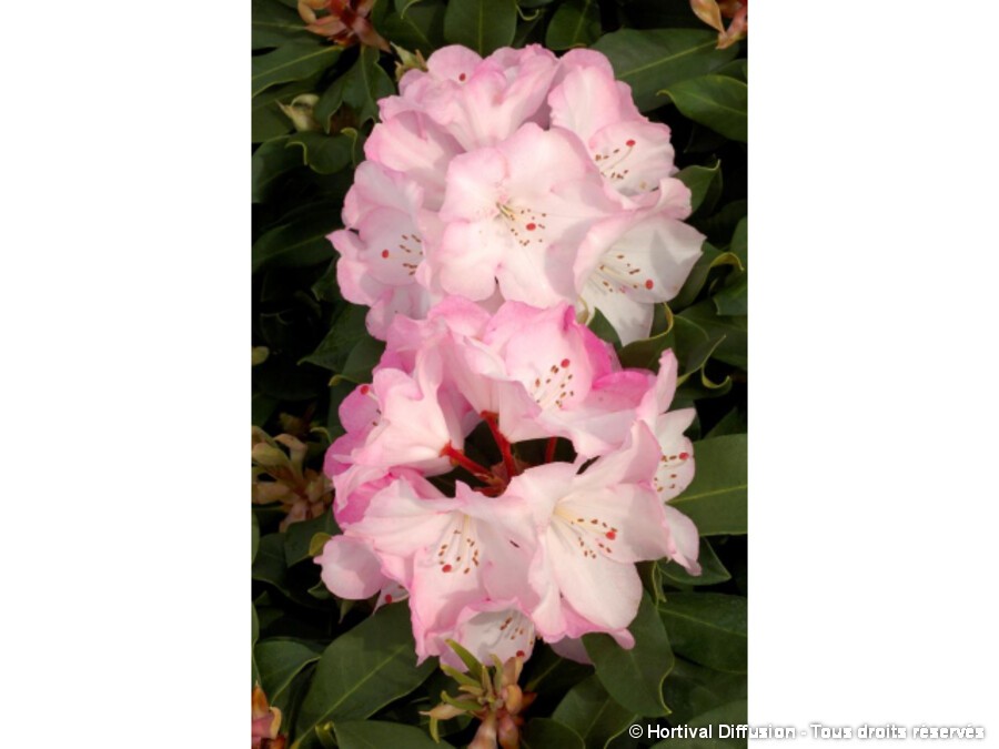 Rhododendron hybride Lem's monarch | Silence, a pousse !