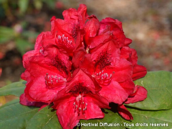Rhododendron hybride Lord Roberts