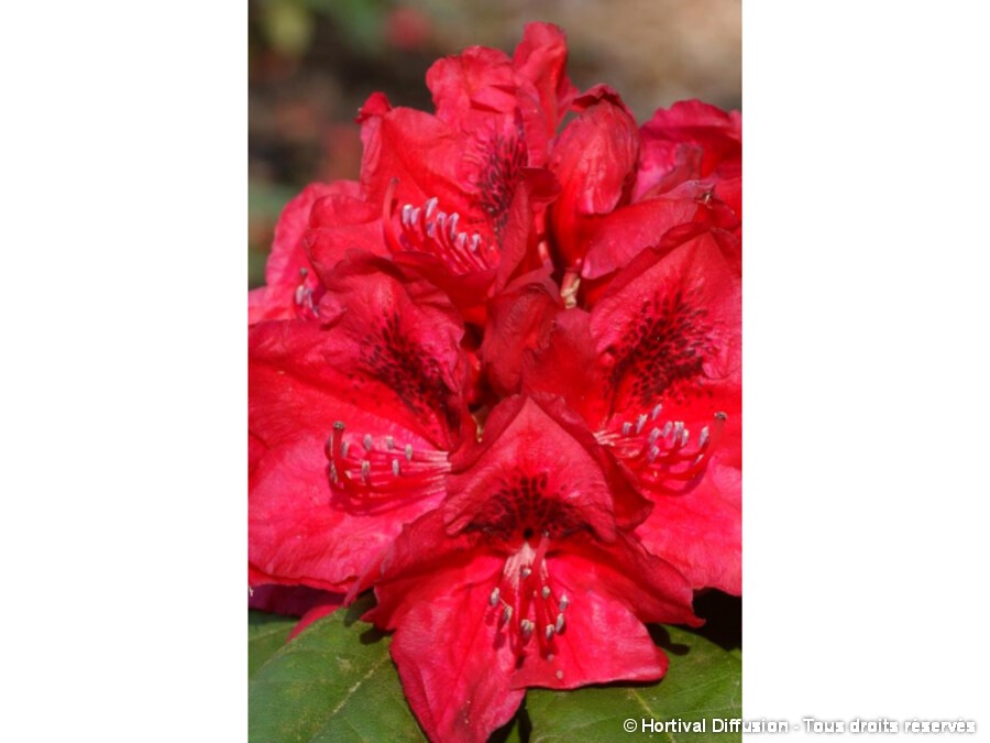 Rhododendron hybride Lord Roberts | Silence, a pousse !