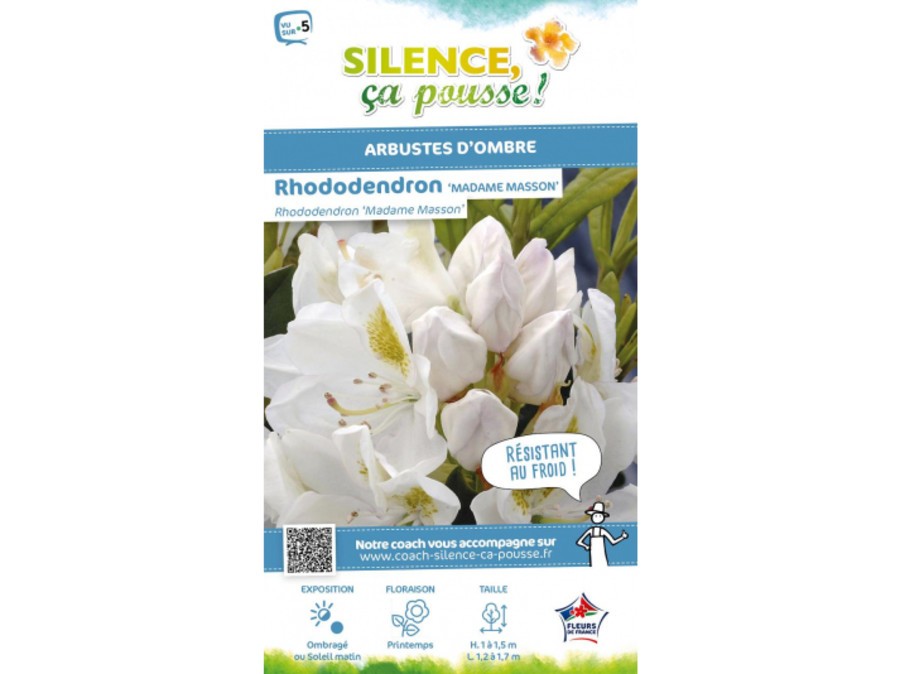 Rhododendron hybride Madame Masson | Silence, a pousse !