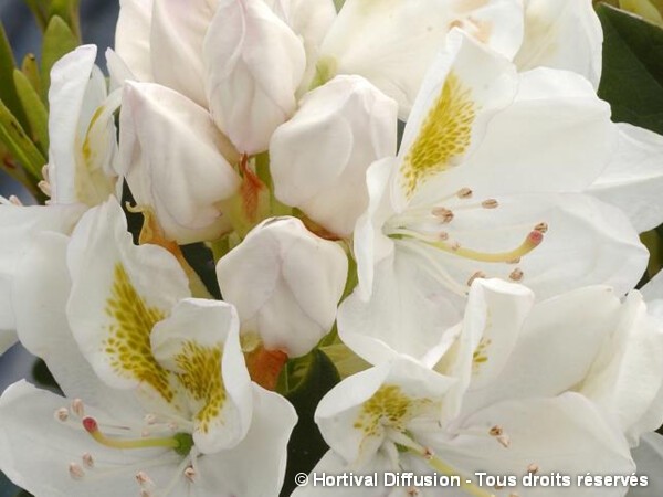 Rhododendron hybride Madame Masson