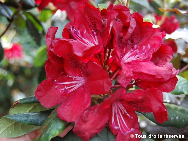 Rhododendron Moser's Maroon