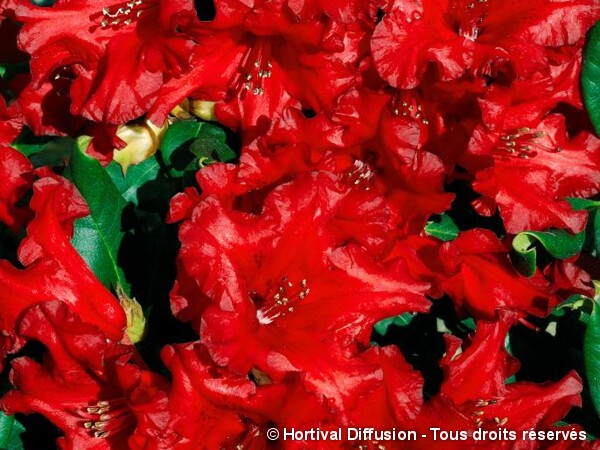 Rhododendron nain Baden-Baden