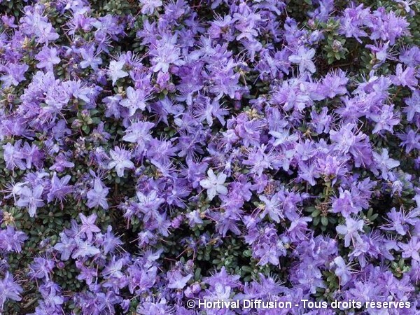 Rhododendron nain impeditum