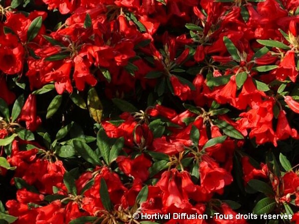 Rhododendron nain Scarlet Wonder
