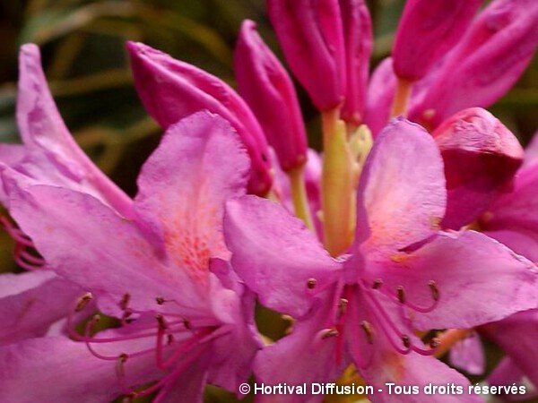 Rhododendron pontique panaché