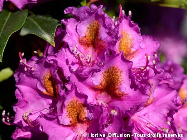 Rhododendron hybride Red Eye