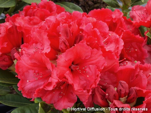 Rhododendron hybride Red Jack