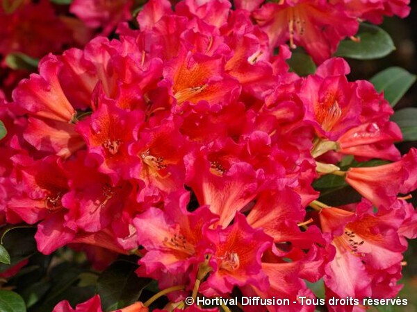 Rhododendron Scyphocalyx