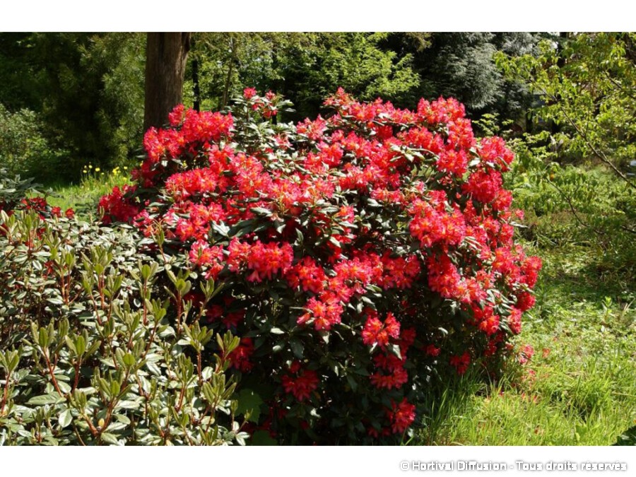 Rhododendron Scyphocalyx | Silence, a pousse !
