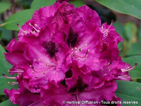 Rhododendron hybride Souvenir du Congo