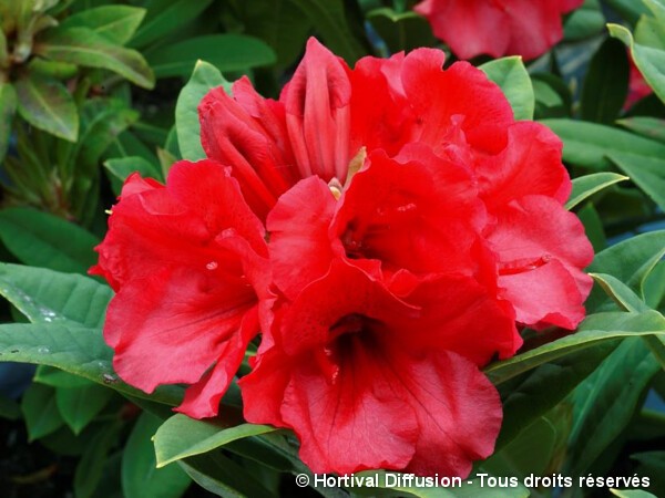 Rhododendron hybride Tornado