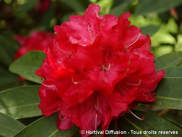 Rhododendron hybride Wilgen's Ruby