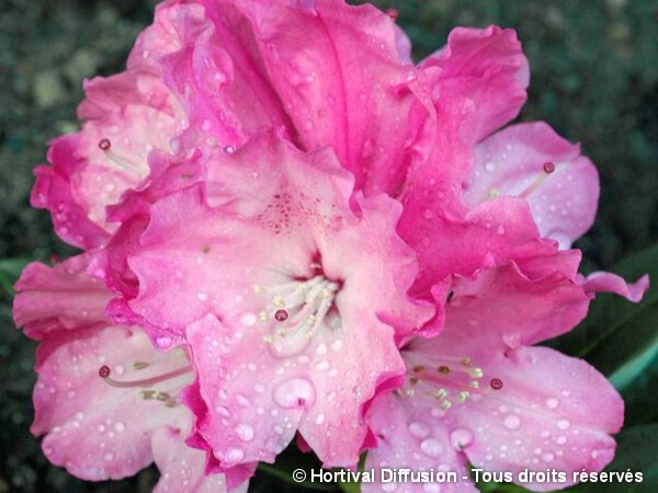 Rhododendron de Yakushima Belona