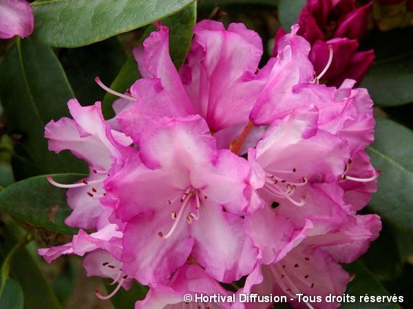 Rhododendron de Yakushima Blurettia