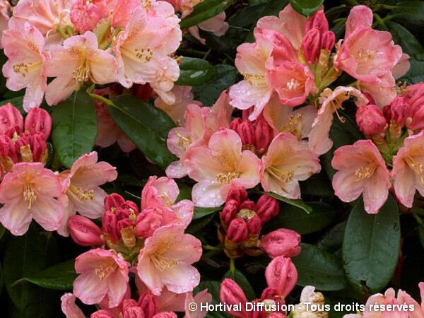 Rhododendron de Yakushima Percy Wiseman