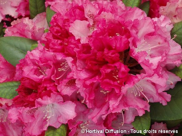 Rhododendron de Yakushima Sonatine