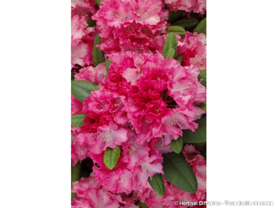 Rhododendron de Yakushima Sonatine | Silence, a pousse !