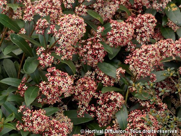 Skimmia Rubella