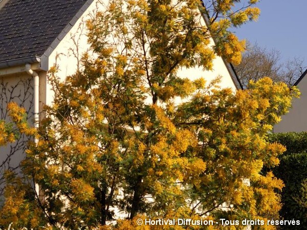 Mimosa d'hiver argenté