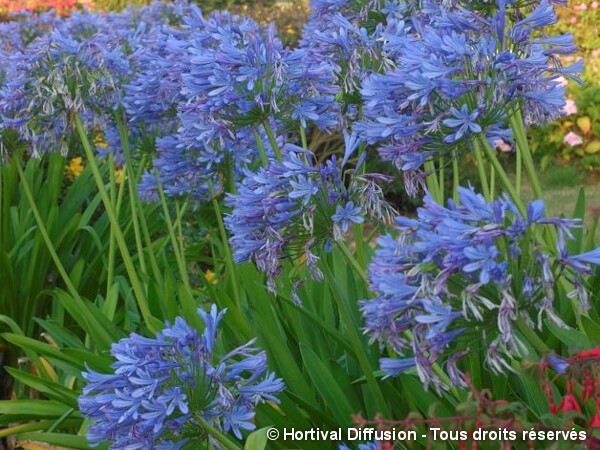 Agapanthe à ombelle bleue, fleur de l'amour