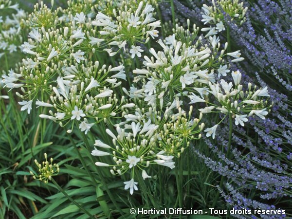 Agapanthe à ombelle blanche, fleur de l'amour