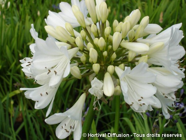 Agapanthe Arctic Star, fleur de l'amour